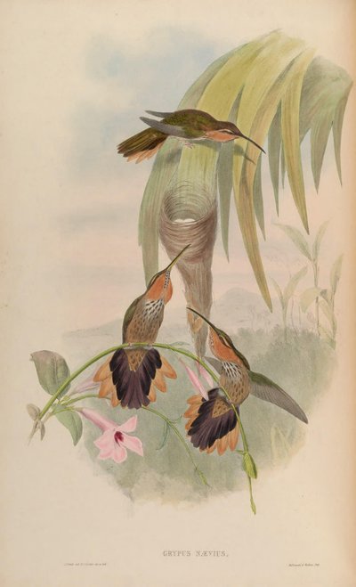 Grypus naevius = Ramphodon naevius - John Gould